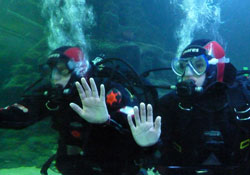 Jane and Louise Diving with Sharks!